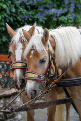 Obraz premium Two brown horses for riding city excursions on the street in Austria