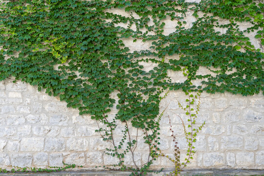Decorative green tree adorns the old wall in the fortress of Montenegro. Climbing plant growing and covering stone wall