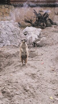 The funny surikat stay in zooo