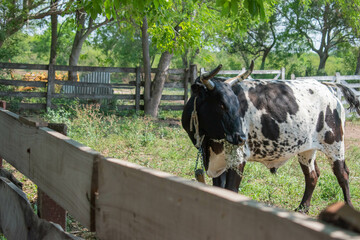 Bull feeding in field under the spring sun 5