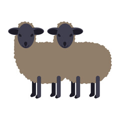 Two black small sheep isolated
