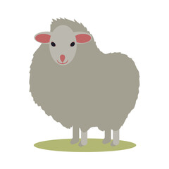 White sheep