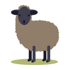 Black small Sheep isolated