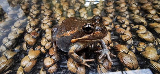frog