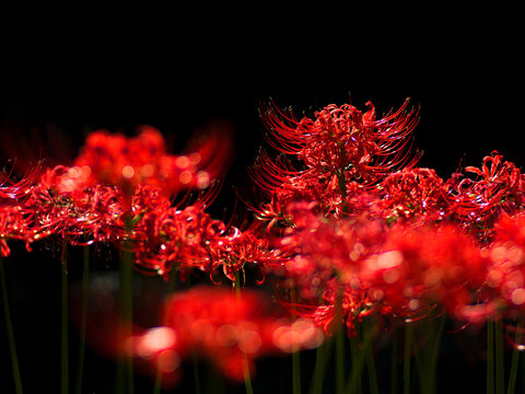 彼岸花 Images Browse 978 Stock Photos Vectors And Video Adobe Stock