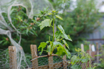 Vine leaves growing in a backyard during spring