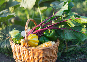 A wicker basket of vegetables from the garden