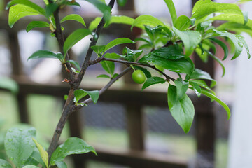 fresh and ripe greengage, sour fruit on the tree during spring in Adelaide, South Australia
