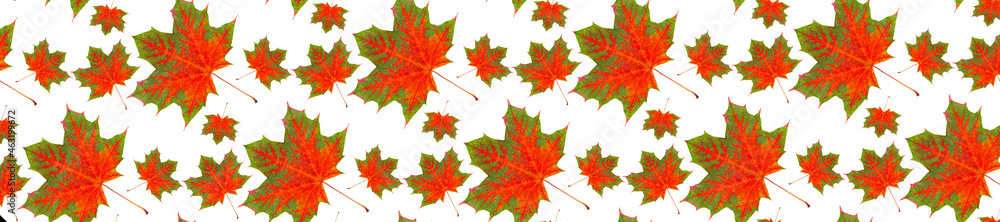 Wall mural autumn pattern for design. panorama pattern red maple leaf autumn isolation white background.