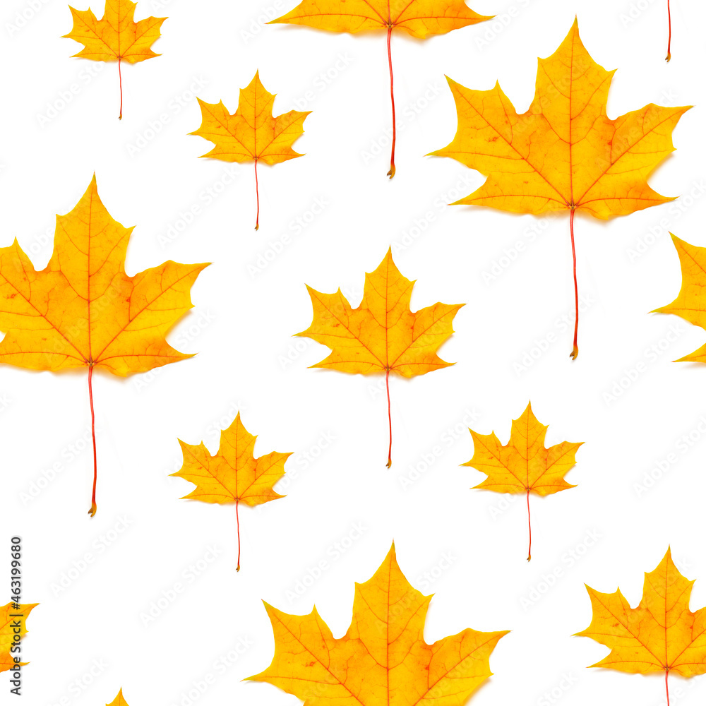 Wall mural autumn pattern for design. maple autumn leaves. seamless pattern yellow maple leaf autumn isolation 