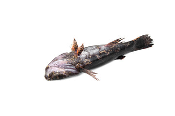 Fish Sleepy goby isolated on white background.