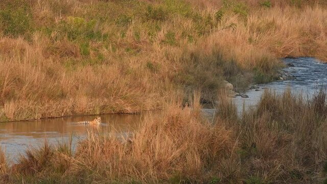 Wide shot of wild tiger resting in ramganga river water stream in golden hour light and in scenic landscape at jim corbett national park or tiger reserve uttarakhand india - panthera tigris tigris