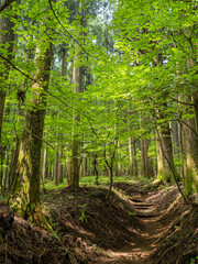footpath in the woods