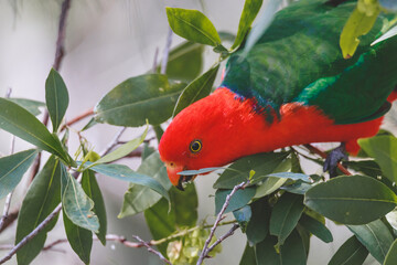 Australian King Parrot in a tree.