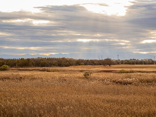 Fototapeta premium field and sky