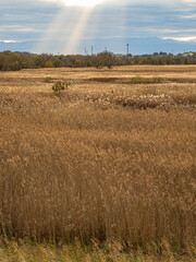 rainbow over the field