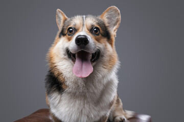Happy cute dog corgi breed posing against gray background
