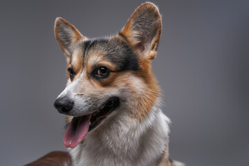 Happy cute dog corgi breed posing against gray background