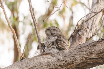 A baby Tawny Frogmouth chick nestled beside its parent in a tree fork nest.
