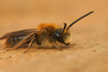 Closeup on a male of the Orange-tailed mining bee, Andrena haemorrhoa sitting on a piece of wood