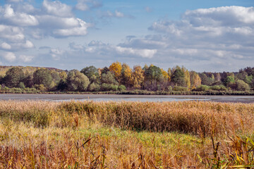 Fototapeta premium Dried pond and its banks overgrown with lush vegetation against the cloudy sky and colorful trees in the background. Group of seagulls swimming in the remains of the pond. Autumn scenery.