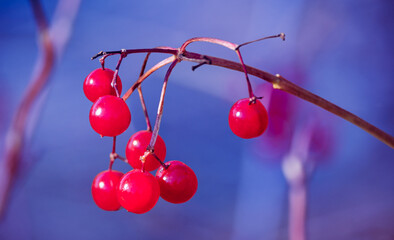 Close-up of a bunch of red ripe viburnum berries on the branch. Shallow focus with blurred background.