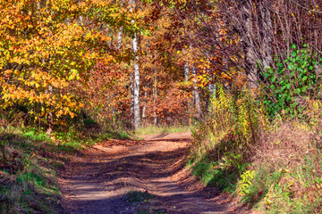 An autumn forest with colorful foliage and a trail. Birches, maple trees and numerous shrubs covered with red, yellow and golden leaves.