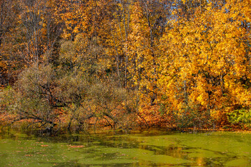Bright autumn landscape with a marsh overgrown with green duckweed and yellow and red trees in the background. Reeds and cattails in the foreground.