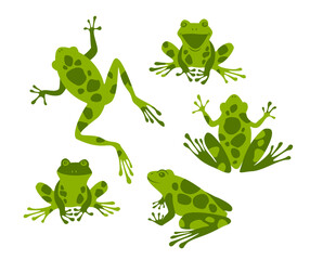 Cute frogs set isolated on white background. Green toads. Vector illustration.