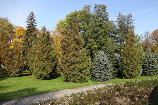 Landscape in city park Kadriorg in autumn season. Many spruce trees and trees with golden yellow folliage on the back. Rose bushes in the front. Tallinn, Estonia, Europe. October 2021
