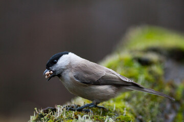 Starveling. Marsh tit with grains.