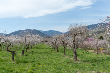 Wachau Austria