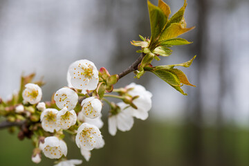 hiking in the beautiful Mostviertel Austria