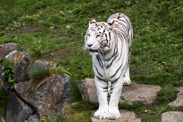 Fototapeta na wymiar white tiger a feast for the eyes