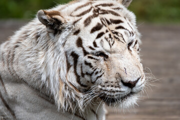 Fototapeta premium white tiger a feast for the eyes