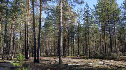 Obraz premium autumn pine forest covered with white moss