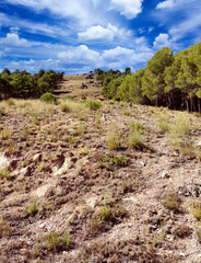 Fototapeta na wymiar Forest of Almeria