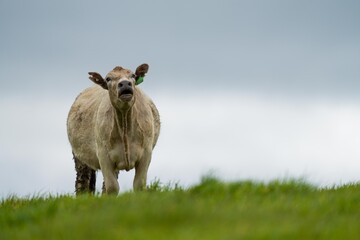 Stud Beef bulls, cows and calves grazing on grass in south west victoria, Australia. eating hay and...