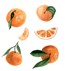 Watercolor orange on white background