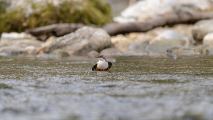 bird, wild lebende tiere, natur, robin, wild, tier, ast, blau, baum,
