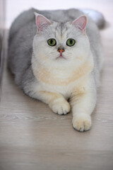 Obraz premium A young white cat sits comfortably on the floor of the house. Front view of British Short Hair in silver shade of blue lying down and looking back