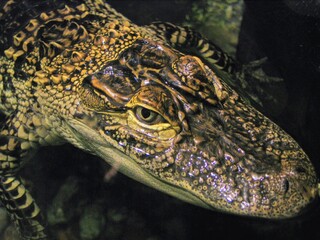 Crocodile