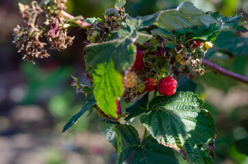 Raspberries on branches. Red raspberries ripening on the farmer'