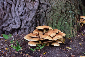 pilze in park am see in neuss, deutschland
