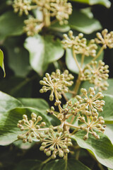 Flor en la naturaleza verde colores 