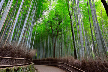 Fototapeta na wymiar 京都 嵐山の竹林の道