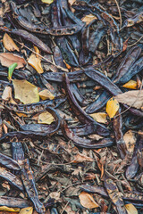 Algarroba naturaleza árbol hojas y flores colores