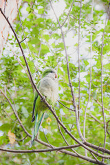 Ave loro verde en la naturaleza arboles y hojas 