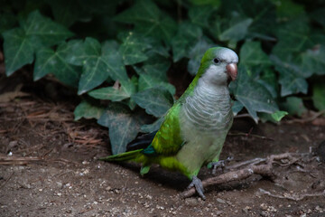 Ave pájaro verde y blanco animal blanco y negro