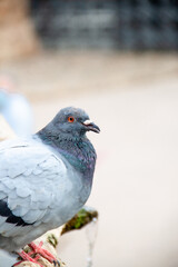 Paloma en detalle macro ojo mirada colores plumaje 